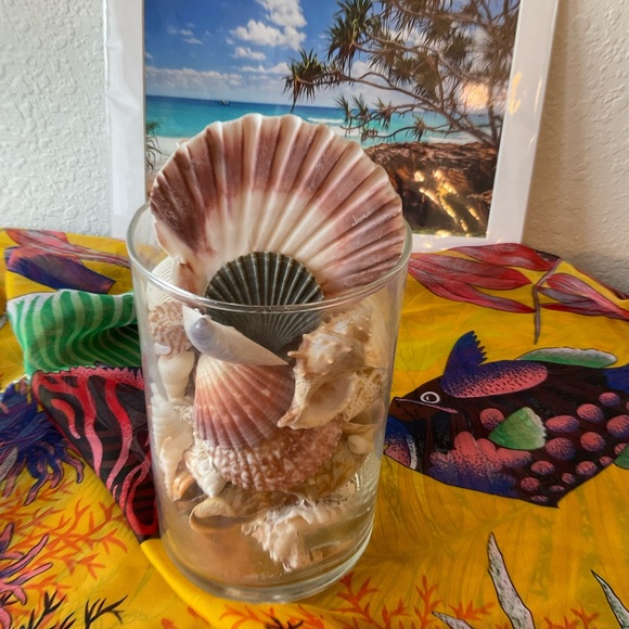 Seashells collected  from Pacific Islands. Organic cleaning.  No chemicals. - Picture 2 of 7